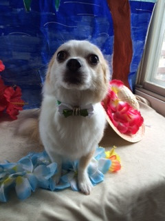 ちゅうちゃん山形市ペットサロンわんニャンシャンプー