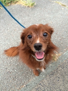 キングちゃん山形市ペットホテルわんニャンシャンプー