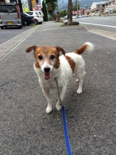 たろうちゃん山形市ペットホテルわんニャンシャンプー