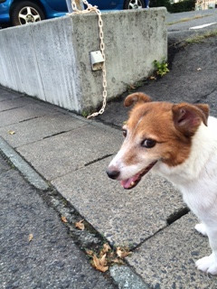 たろうちゃん山形市ペットホテルわんニャンシャンプー