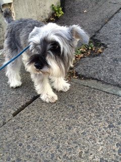 アンジーちゃん山形市ペットホテルわんニャンシャンプー