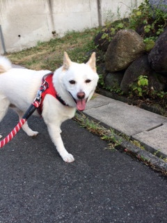 ココちゃん山形市ペットホテルわんニャンシャンプー