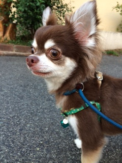 マロンちゃん山形市ペットホテルわんニャンシャンプー