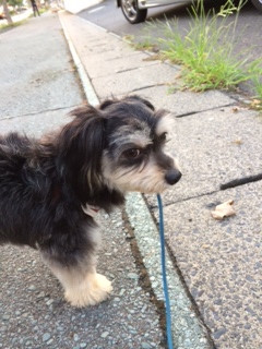 とみ子ちゃんころ丸ちゃん山形市ペットホテルわんニャンシャンプー