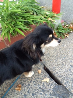 とみ子ちゃんころ丸ちゃん山形市ペットホテルわんニャンシャンプー