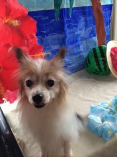 チコちゃん山形市ペットサロンわんニャンシャンプー