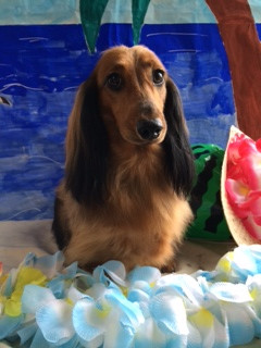 メルちゃん山形市ペットサロンわんニャンシャンプー