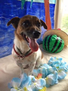 マナちゃん山形市ペットサロンわんニャンシャンプー