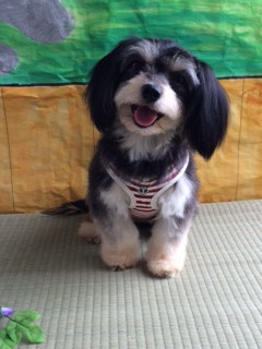 とみ子ちゃん山形市ペットホテルわんニャンシャンプー