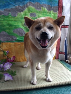 茶々ちゃん山形市ペットホテルわんニャンシャンプー