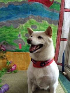 ココちゃん山形市ペットホテルわんニャンシャンプー