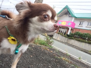 マロンちゃん山形市ペットホテルわんニャンシャンプー