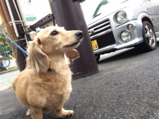 ガッチャン山形市ペットホテルわんニャンシャンプー