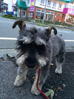 ピースちゃん山形市ペットホテルわんニャンシャンプー