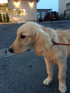 ふくちゃん山形市ペットホテルわんニャンシャンプー