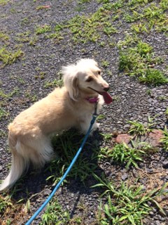 ミルキーちゃん山形市ペットホテルわんニャンシャンプー