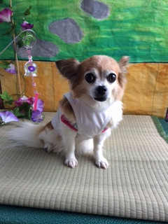 はっぴぃちゃん山形市ペットサロンわんニャンシャンプー