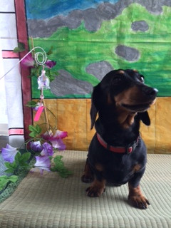 アロンちゃん山形市ペットホテルわんニャンシャンプー