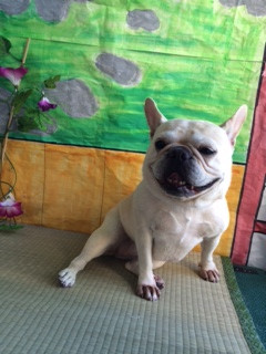 アピちゃん山形市ペットサロンわんニャンシャンプー