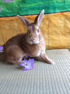 マロンちゃん山形市ペットホテルわんニャンシャンプー