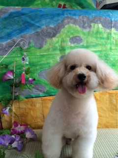 リュウちゃん山形市ペットサロンわんニャンシャンプー