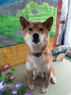 義経ちゃん山形市ペットサロンわんニャンシャンプー