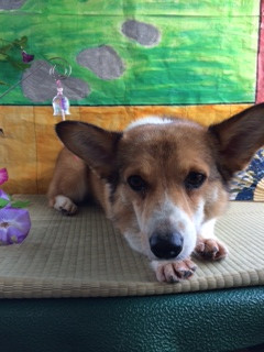 ソラちゃん山形市ペットサロンわんニャンシャンプー