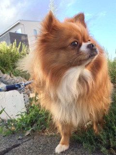 ぽわわちゃん山形市ペットホテルわんニャンシャンプー