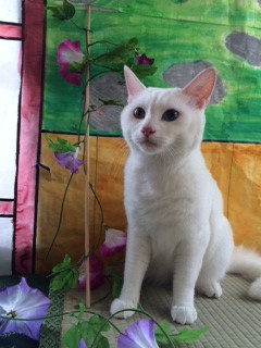 ゆきちゃん山形市ペットサロンわんニャンシャンプー