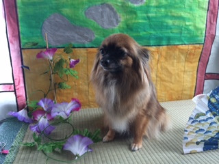 チョコちゃん山形市ペットサロンわんニャンシャンプー