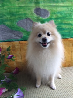 ミルフィーちゃん山形市ペットサロンわんニャンシャンプー