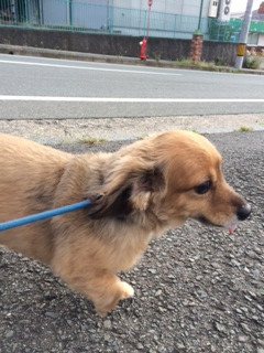 うなぎちゃん山形市ペットホテルわんニャンシャンプー