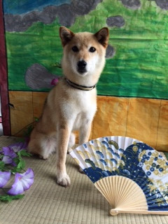 ララちゃん山形市ペットサロンわんニャンシャンプー