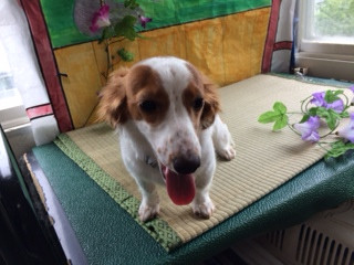 ひまわりちゃん山形市ペットサロンわんニャンシャンプー