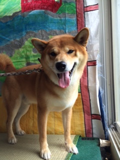 コロンブスちゃん山形市ペットサロンわんニャンシャンプー