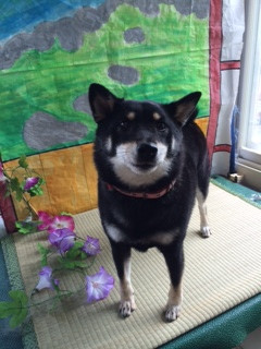 リンちゃん山形市ペットサロンわんニャンシャンプー