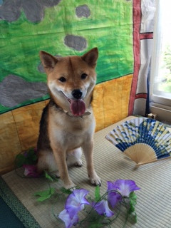 茶々丸ちゃん山形市ペットサロンわんニャンシャンプー