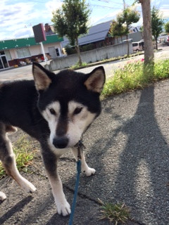 はやてちゃん山形市ペットホテルわんニャンシャンプー