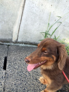 くぅちゃん山形市ペットホテルわんニャンシャンプー