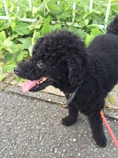 レオちゃん山形市ペットホテルわんニャンシャンプー