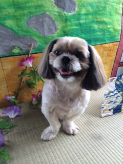 クーちゃん山形市ペットサロンわんニャンシャンプー