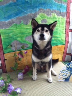 ハヤテちゃん山形市ペットホテルわんニャンシャンプー