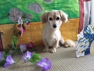 アクアちゃん山形市ペットサロンわんニャンシャンプー