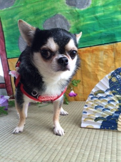 くりたろうちゃん山形市ペットサロンわんニャンシャンプー