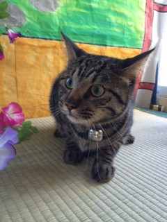 チョロ助ちゃん山形市ペットサロンわんニャンシャンプー