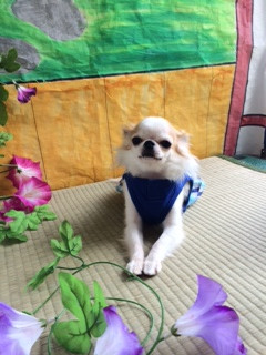 バジルちゃん山形市ペットサロンわんニャンシャンプー