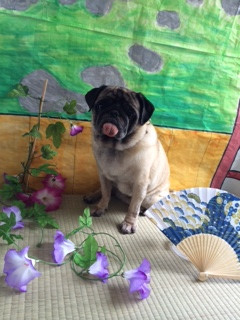 ブッチャーちゃん山形市ペットサロンわんニャンシャンプー