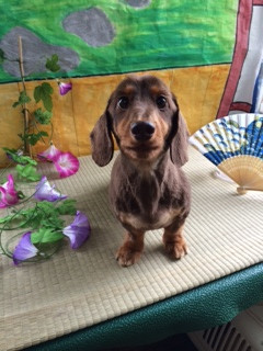 くぅちゃん山形市ペットホテルわんニャンシャンプー