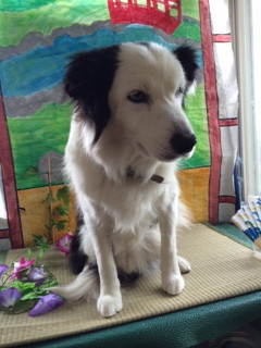 オスカーちゃん山形市ペットサロンわんニャンシャンプー