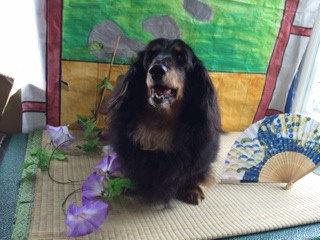 レオちゃん山形市ペットサロンわんニャンシャンプー